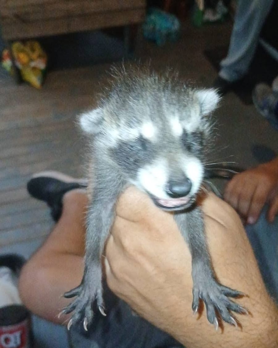 Fast, humane, and they don't leave a mess