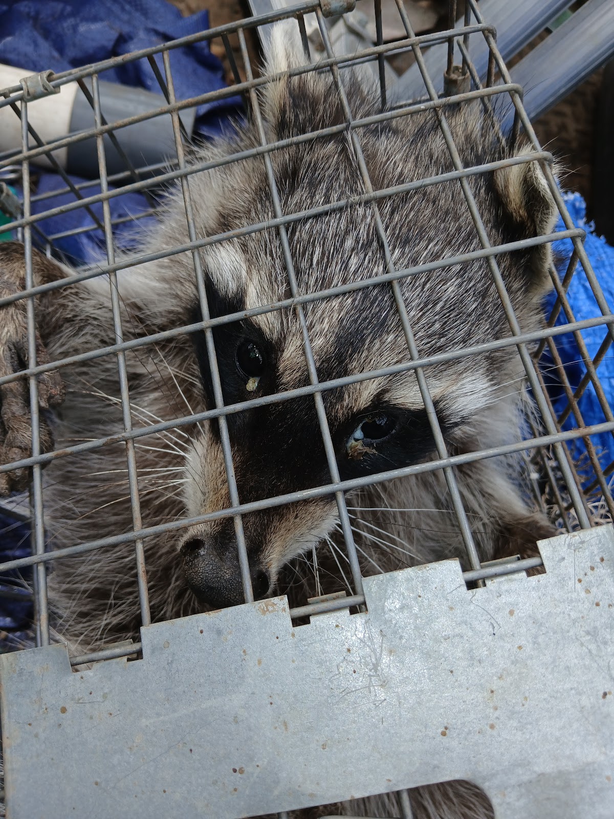 Close view of a raccoon in a wildlife cage, published on the business’s Google profile